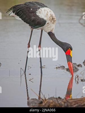 Weiblicher Stachelschnabel-Storch (Ephippiorhynchus senegalensis) 15042 Stockfoto