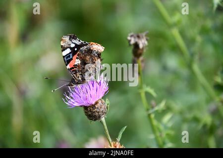 Roter Admiral (Vanessa atalanta) Schmetterling auf Blume, Kilkenny, Irland Stockfoto