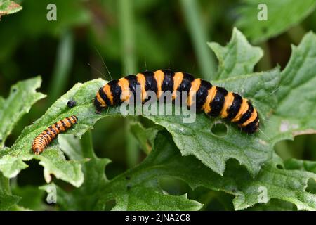 caterpillar auf einem Blatt, Kilkenny, Irland Stockfoto