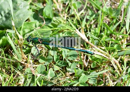Damselfly, Libelle auf Blatt, Kilkenny, Irland Stockfoto