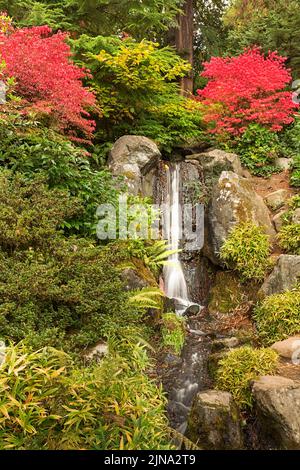 WA21863-00...WASHINGTON - Herbstfarbe in der Nähe eines kleinen Wasserfalls im Kubota Garden; einem Stadtpark von Seattle. Stockfoto