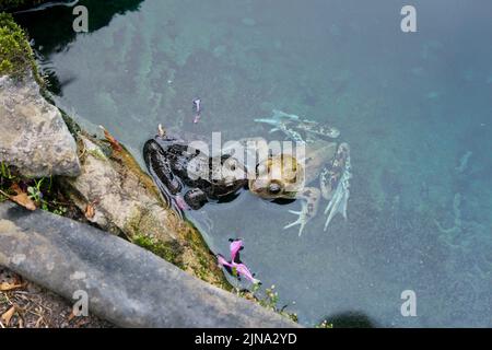 Zwei Frösche in einem Teich, die aussehen, als würden sie England küssen Stockfoto