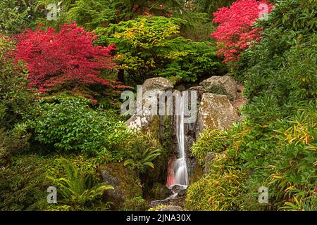 WA21864-00...WASHINGTON - Herbstfarbe in der Nähe eines kleinen Wasserfalls im Kubota Garden; einem Stadtpark von Seattle. Stockfoto
