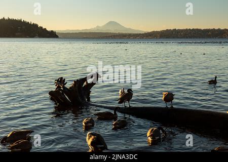 WA21872-00...WASHINGTON - Kanadische Gänse auf einem Baumstamm am Ufer des Lake Washington vom Seward Park in Seattle. Stockfoto