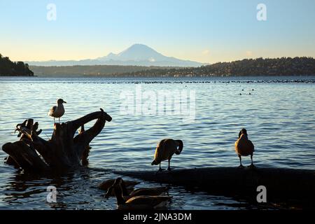 WA21872-00...WASHINGTON - Kanadische Gänse auf einem Baumstamm am Ufer des Lake Washington vom Seward Park in Seattle. Stockfoto