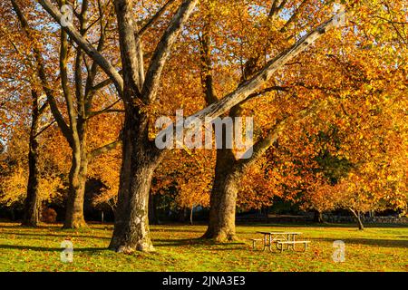 WA21874-00...WASHINGTON - Herbstzeit im Seward Park in Seattle. Stockfoto