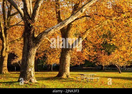 WA21875-00...WASHINGTON - Herbstzeit im Seward Park in Seattle. Stockfoto