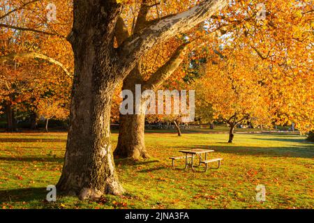 WA21876-00...WASHINGTON - Herbstzeit im Seward Park in Seattle. Stockfoto