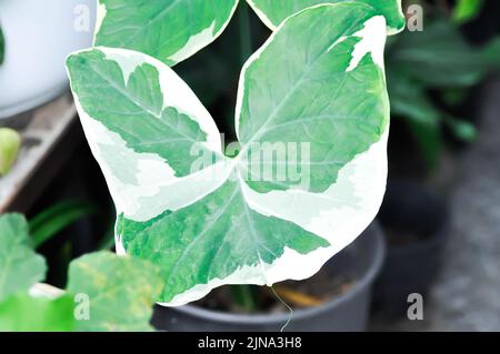 Albomarginata, Araceae oder Schott oder Xanthosoma sagittifolium oder XANTHOSOMA oder Mickey Mouse Pflanze im Blumentopf Stockfoto