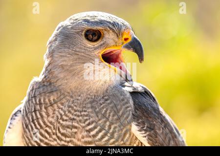 Grauer Hawk Stockfoto