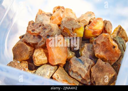 Bernstein, mineraloide, versteinerte fossile Baumharze, gehärtetes Harz der ältesten Nadelbäume der späten Kreidezeit und des Paläogens. Stockfoto