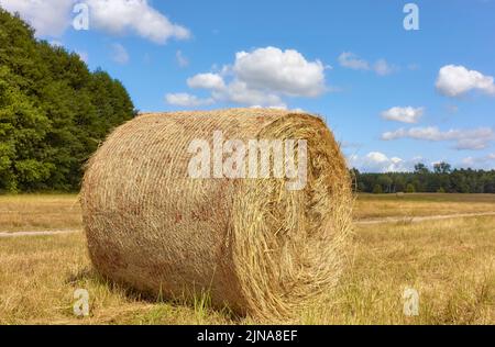 Heuballen auf einem Feld, selektiver Fokus. Stockfoto