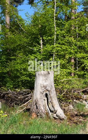 Baumstumpf in einem Wald in der Region Westerwald, Rheinland-Pfalz, Deutschland, Europa Stockfoto