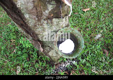 Natürliche Rohkautschuk sammeln mit Kunststoff-Container von Baum in der Farm Stockfoto