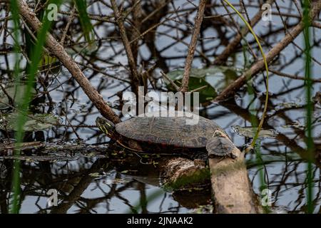 Eine Mutter und ein Baby Rotohrige Slider sitzen an einem sonnigen Tag auf einem Holzbalken in einem See - Trachemys scripta elegans Stockfoto