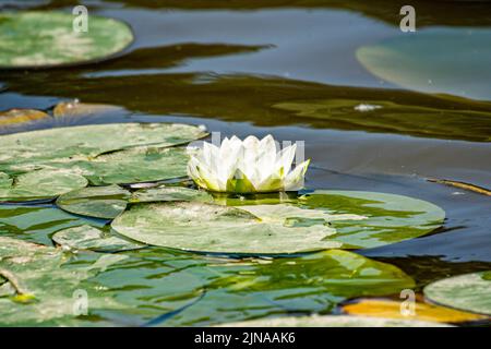 Eine Nahaufnahme einer Seerosenblüte in einem See mit Seerosen Stockfoto