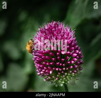 Honigbiene sammelt Nektar und Pollen aus einer violetten Alliumblume Stockfoto