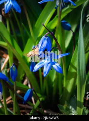 Honigbiene sammelt blauen Pollen von einer Siberian Squill Blume Stockfoto