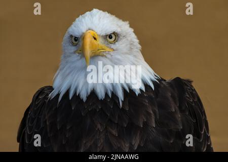 Porträt eines nordamerikanischen Weißkopfadlers (Haliaeetus leucocephalus) auf braunem Boden. Stockfoto