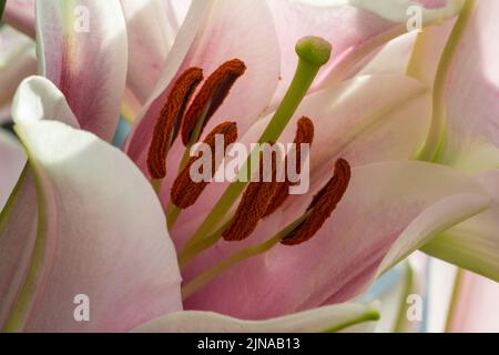 Nahaufnahme des Stigmas und der Staubgefäße in der Mitte einer rosa orientalischen Lilie Stockfoto