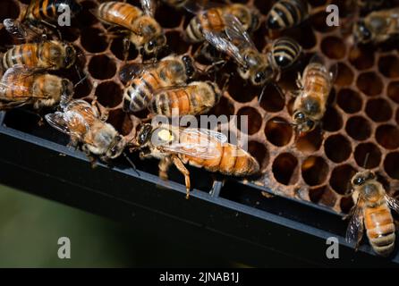 Honey Bees Queen gelb markiert, umgeben von Bienen auf einem Pollenrahmen Stockfoto