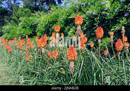 Rote Hot Pokers in Blüte. Kniphofia. St Fagans Museum, Amgueddfa Werin Sain ffagan. Cardiff. August 2022. Sommer Stockfoto