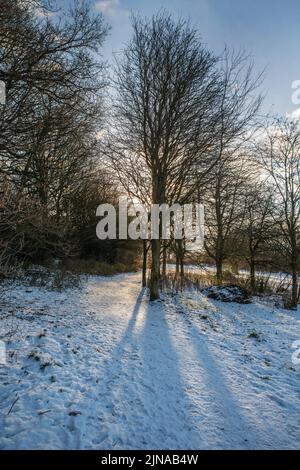 Lange Schatten von Bäumen an einem sonnigen Winterabend. Belper Parks, Belper, Derbyshire, Großbritannien. Hochformat Stockfoto