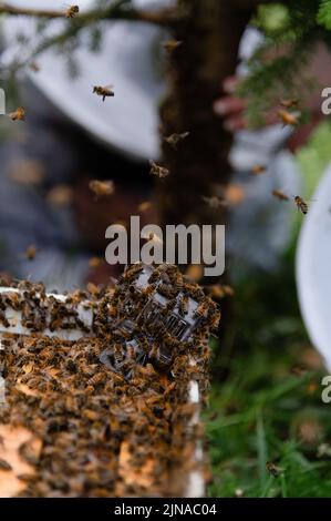 Honey Bee Schwarm mit Königin in Queen-Clip am Rand der Box Stockfoto