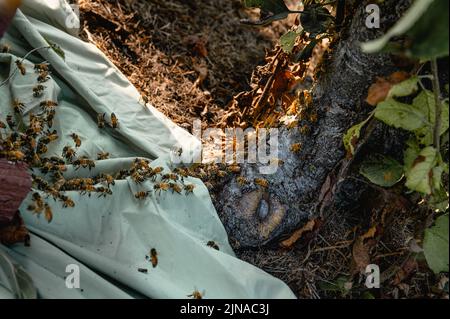 Ein Schwarm von Honigbienen fächelt und marschiert vom Baum in die Kiste Stockfoto