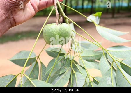 Naturkautschukfrucht mit Samen und Blatt für Baumpflanze Stockfoto