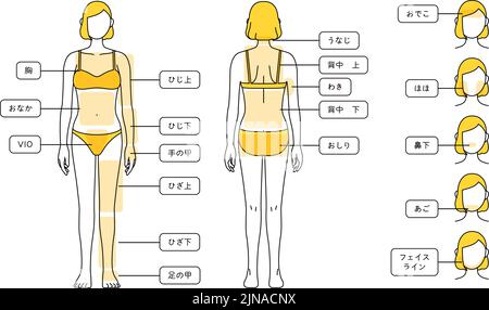 Illustrationen zur Haarentfernung für Frauen - Ganzkörper und Gesicht - Übersetzung: Brust, Bauch, Ellbogen, Ellbogen, Handrücken, Knie, Knie, Beinrückseite, Nape of ne Stock Vektor