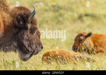 Eine weibliche Plains Bison wacht über zwei Kälber, die im Gras liegen Stockfoto