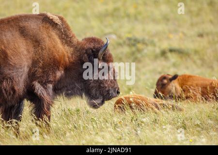 Eine weibliche Plains Bison wacht über zwei Kälber, die im Gras liegen Stockfoto