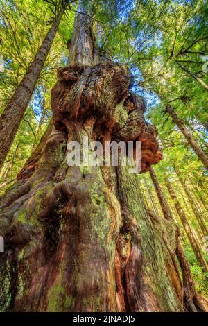 Die 'World's fieseste Tree' in der Avatar Grove in der Nähe von Prt Renfrew, BC Stockfoto