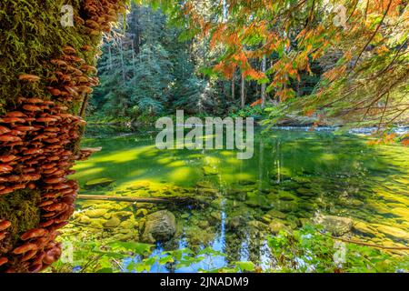 Der Emerald Pool am Lower Walbran Creek, Carmanah-Walbran Regenwald, British Columbia Stockfoto