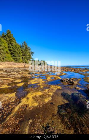 Flache Gezeitentümpel am verwitterten Sandsteinstrand am Botanischen Strand im Juan de Fuca Provincial Park Stockfoto