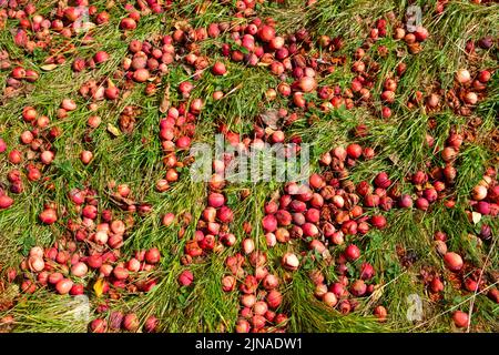 Windfall Äpfel Krabben Malus sylvestris auf dem Boden im August 2022 im Garten im Bute Park Cardiff Wales UK KATHY DEWITT Stockfoto