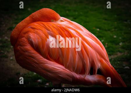 Eine Nahaufnahme von rosa Flamingo reinigt schöne helle Federn in einem exotischen Regenwald unter Sonnenlicht Stockfoto