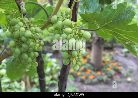 Rebe mit reifen grünen Trauben auf dem Land - Trauben von frischen grünen Trauben, die im Sommer auf der Plantage im Weinberg wachsen Stockfoto