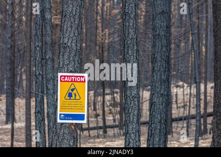 Verkohlte Baumstämme im Nachhinein eines Waldfeuers Stockfoto