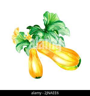 Pflanzenmarkspflanze Aquarell-Illustration auf weiß. Stiel mit Blättern, gelben Kürbis, ganze Zucchini, Kürbis, Zucchini handbemalt für Stockfoto