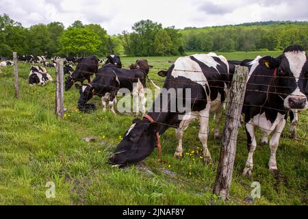 Nahaufnahme Holstein Milchkühe grasen auf einer umzäunten Weide in Lancaster County, Pennsylvania, USA Pa US, Holsteins lustige Nutztiere Stockfoto