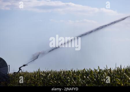 Buggingen, Deutschland. 09. August 2022. Eine Feldsprinkleranlage sprüht Wasser auf ein Maisfeld. Die anhaltende Trockenheit macht für viele Landwirte eine Bewässerung notwendig. Quelle: Philipp von Ditfurth/dpa/Alamy Live News Stockfoto