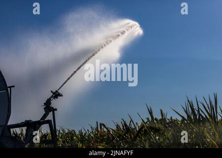 Buggingen, Deutschland. 09. August 2022. Eine Feldsprinkleranlage sprüht Wasser auf ein Maisfeld. Die anhaltende Trockenheit macht für viele Landwirte eine Bewässerung notwendig. Quelle: Philipp von Ditfurth/dpa/Alamy Live News Stockfoto