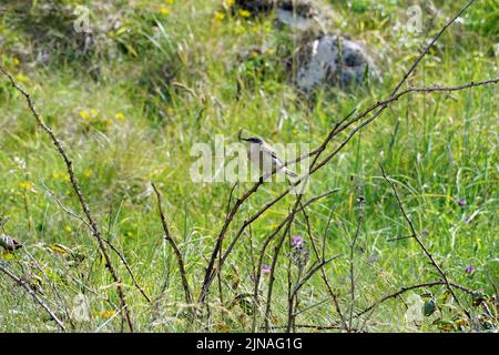 wheatear, Oenanthe oenanthe, Giant's Causeway, nationales Naturschutzgebiet, County Antrim, Nordirland, Tuaissteart Éireann, Vereinigtes Königreich, Europa Stockfoto