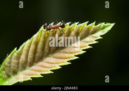 Eine Ameise auf grünen und braunen tropischen Blättern Stockfoto