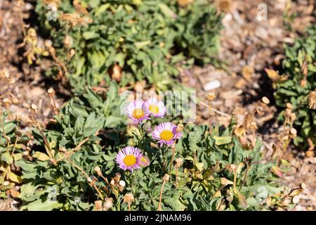 Seaside Daisy Flowers, Erigeron glaucus, Swanage, Dorset, England Stockfoto