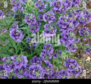 Full Frame lila Gartenpflanze mit kleinen Blumen und Laub Stockfoto