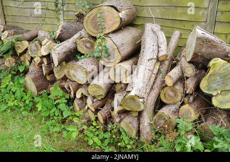 Gesägte Holzstämme, die in einem Haufen gegen einen Gartenzaun gelagert wurden, überwuchert mit Efeu Stockfoto