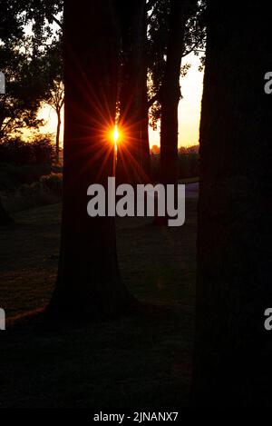 Kurz vor Sonnenuntergang guckt die Sonne durch die Baumstämme Stockfoto